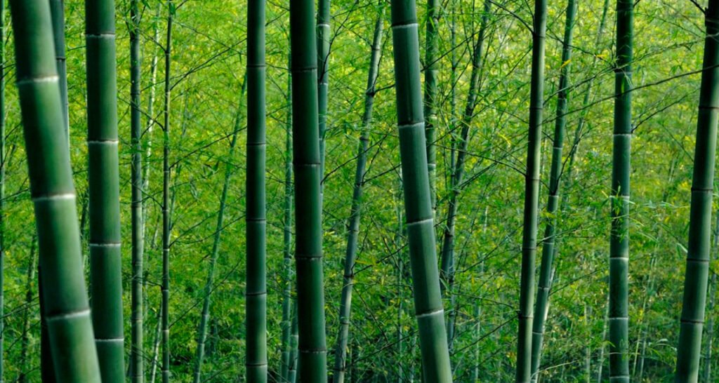 Cover Bisa Gak Bikin Kertas Dari Bambu Yuk, Cari Tahu!