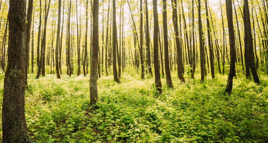 Kertas Fsc Pilihan Cerdas Untuk Proyek Sekolah Dan Kreativitas Anda